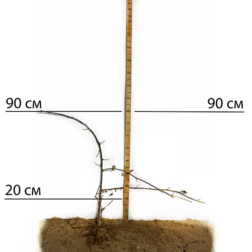 Саджанці ожини Адріана - 2-річний