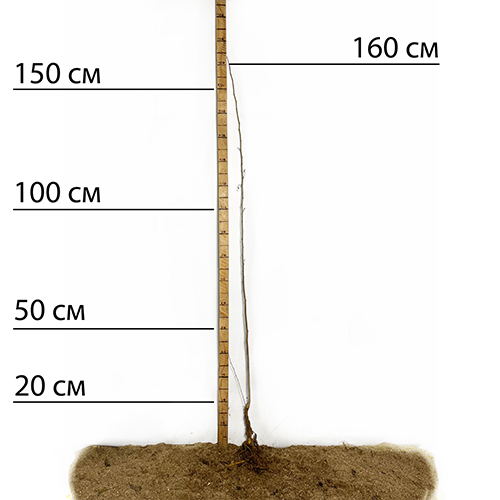 Саджанці шовковиці Чарівність - 1-річний Саджанці шовковиці Чарівність - 1-річний
