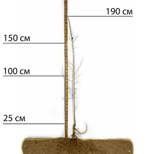 Саджанці шовковиці Чорна Перлина - 2-річний Саджанці шовковиці Чорна Перлина - 2-річний