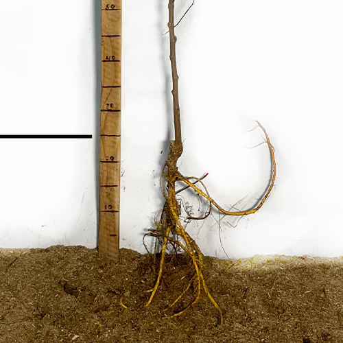 Саджанці шовковиці Чорна Перлина - 2-річний Саджанці шовковиці Чорна Перлина - 2-річний