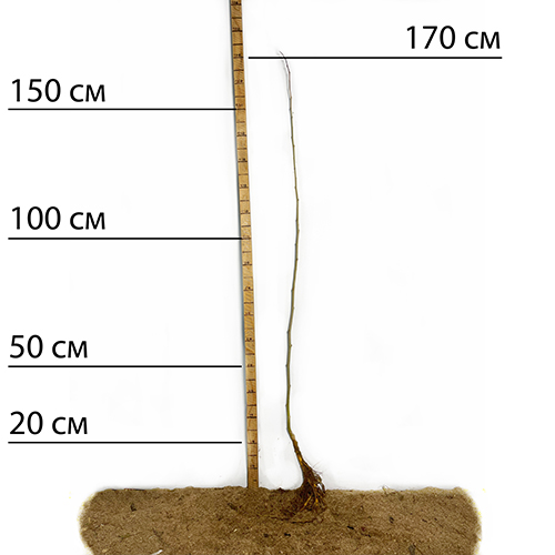 Саджанці шовковиці Рожева Принцеса - 1-річний (привитий) Саджанці шовковиці Рожева Принцеса - 1-річний (привитий)