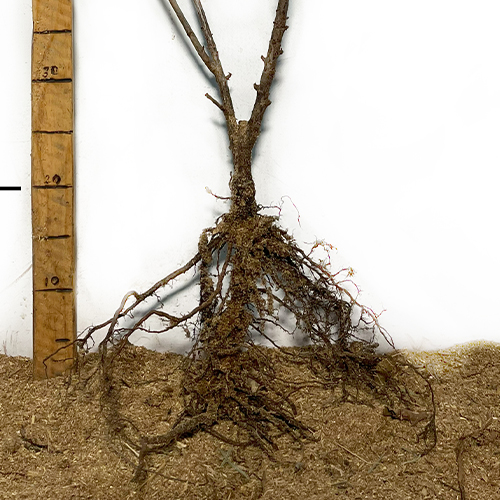 Саджанці йошти Саджанці йошти