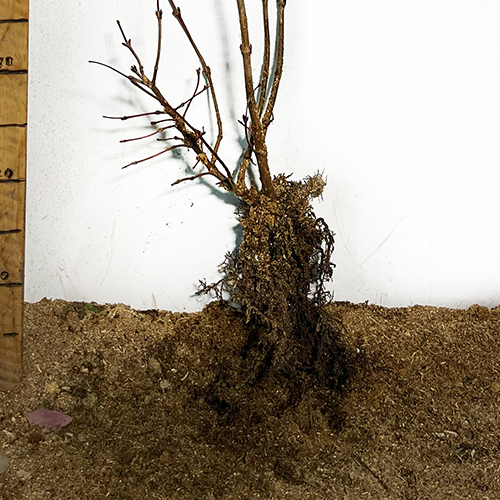 Саджанці калини Марія (черенкований) Саджанці калини Марія (черенкований)