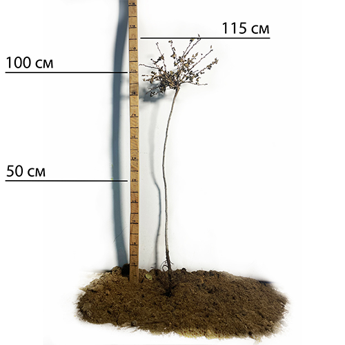 Саджанці агрусу на штамбі Високий Замок (привитий) Саджанці агрусу на штамбі Високий Замок (привитий)