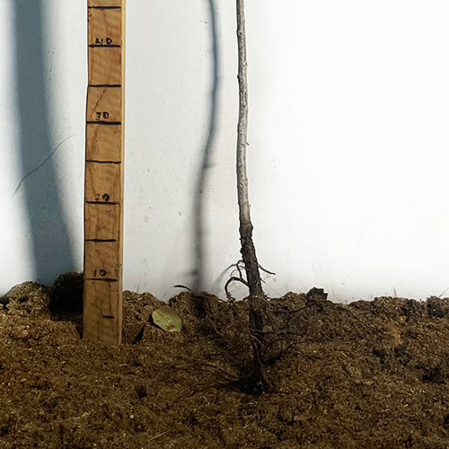 Саджанці агрусу на штамбі Високий Замок (привитий) Саджанці агрусу на штамбі Високий Замок (привитий)