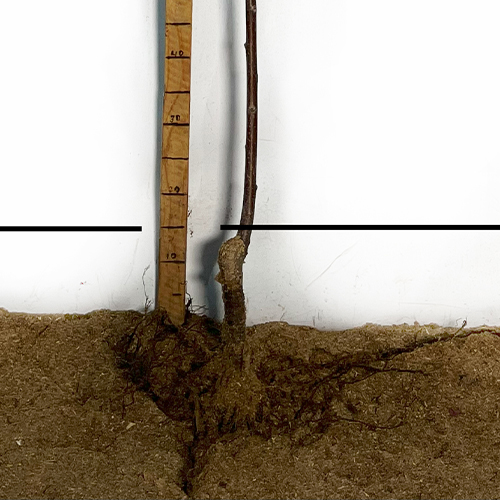 Саджанці сакури на штамбі Кіку-Шідаре (привитий) Саджанці сакури на штамбі Кіку-Шідаре (привитий)