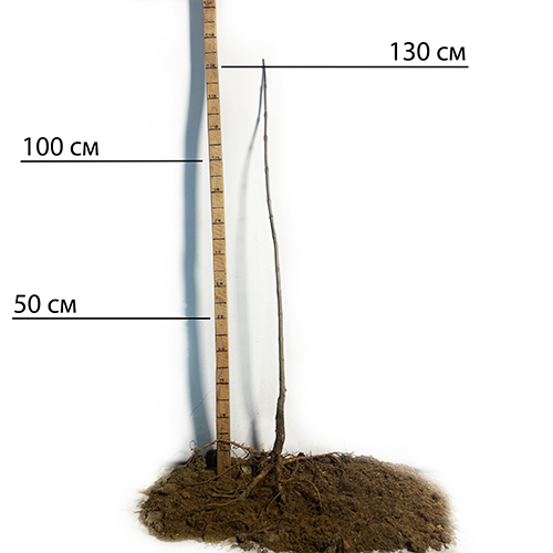 Саджанці бігнонієподібної катальпи Нана - 1-річний Саджанці бігнонієподібної катальпи Нана - 1-річний