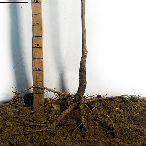 Саджанці бігнонієподібної катальпи Нана - 1-річний Саджанці бігнонієподібної катальпи Нана - 1-річний