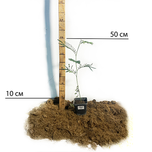 Саджанці мімози Acacia Dealbata