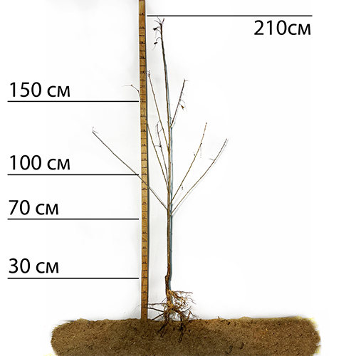 Саджанці сакури Канзан (привитий) Саджанці сакури Канзан (привитий)
