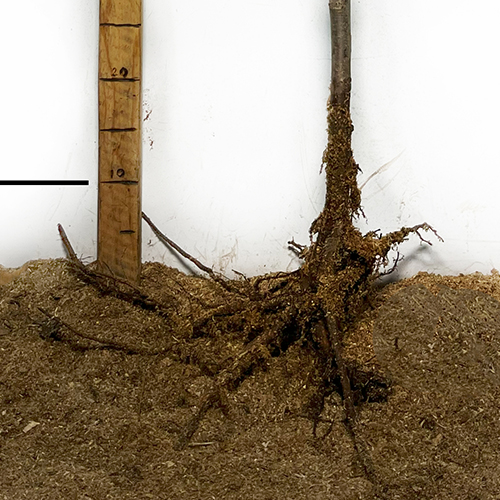 Саджанці сакури Аманогава (привитий) Саджанці сакури Аманогава (привитий)