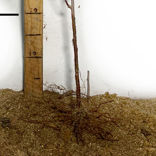 Саджанці спіреї Голден Принцес (черенкований) Саджанці спіреї Голден Принцес (черенкований)