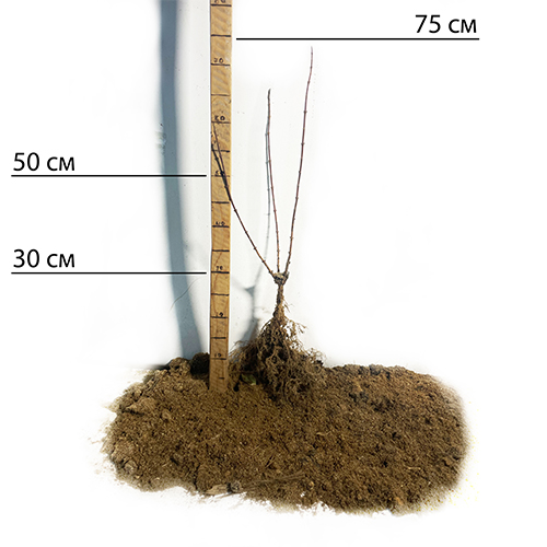 Саджанці дейції Витончена (черенкований)