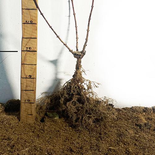 Саджанці дейції Витончена (черенкований)