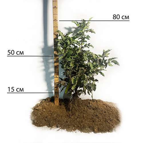 Саджанці вічнозеленої магонії Падуболиста Саджанці вічнозеленої магонії Падуболиста