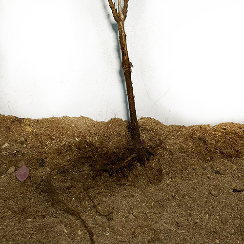 Саджанці вейгели Квітучої Рожевої (черенкований) Саджанці вейгели Квітучої Рожевої (черенкований)