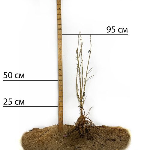 Саджанці гібіскусу Фрідом (черенкований) Саджанці гібіскусу Фрідом (черенкований)