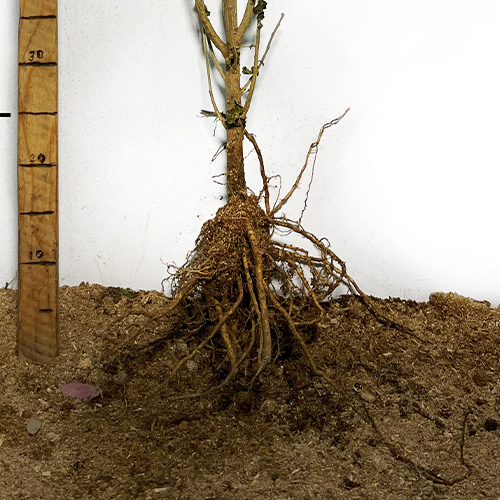 Саджанці гібіскусу Фрідом (черенкований) Саджанці гібіскусу Фрідом (черенкований)