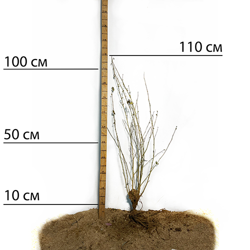 Саджанці гібіскусу махрового Пурпуреа Варієгата (черенкований) Саджанці гібіскусу махрового Пурпуреа Варієгата (черенкований)
