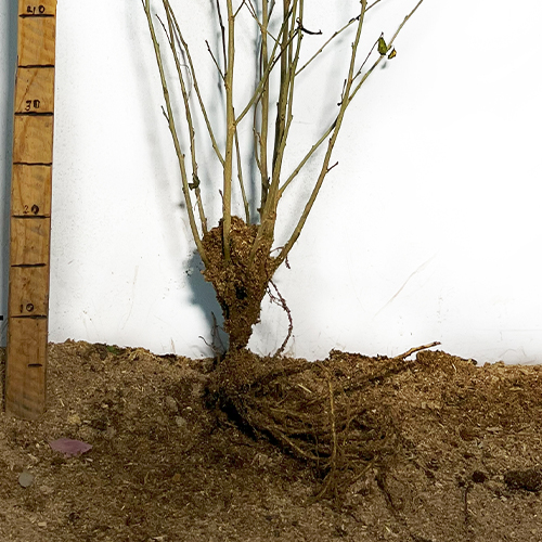 Саджанці гібіскусу махрового Пурпуреа Варієгата (черенкований) Саджанці гібіскусу махрового Пурпуреа Варієгата (черенкований)