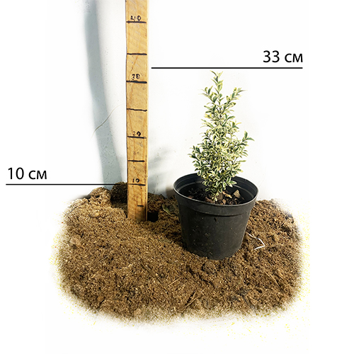 Саджанці самшита Варієгатного (черенкований)