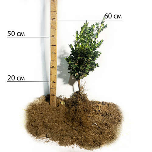Саджанці самшита Жива Огорожа (черенкований) Саджанці самшита Жива Огорожа (черенкований)
