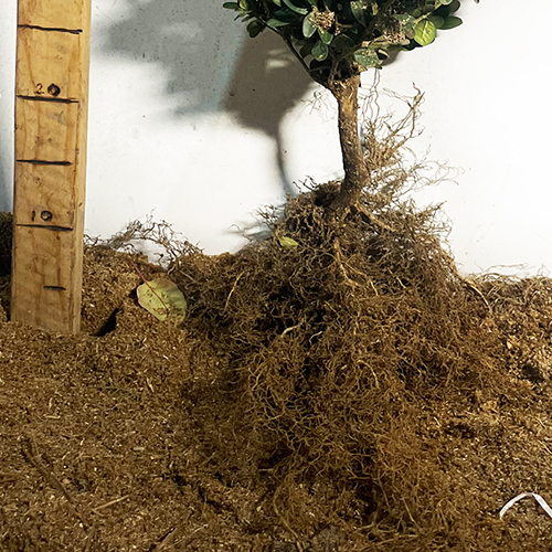 Саджанці самшита Жива Огорожа (черенкований) Саджанці самшита Жива Огорожа (черенкований)