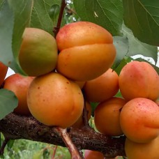 Саджанці абрикоса Ерлі Блаш (привитий) - 1-річний