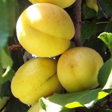 Саджанці абрикоса Петіт Мускат (привитий) - 1-річний