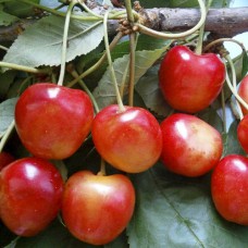 Саджанці черешні Наполеон (привитий) - 1-річний