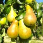 Саджанці груші Чудесниця (привитий) - 2-річний