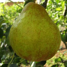 Саджанці груші Молдавська Рання (привитий) - 1-річний