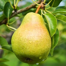 Саджанці груші Роксолана (привитий) - 1-річний