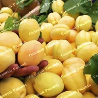 Саджанці абрикоса «Ананасний» - 1-річний