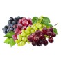 Саджанці винограду (72)