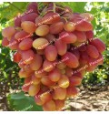 Саджанці винограду «Преображення» - 1-річний
